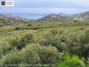 Agia Galini Kreta, Ag. Galini Olivenhain 130.000 m². Grundstück kaufen
